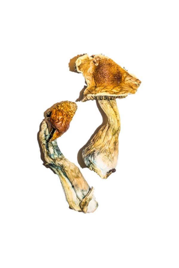 B+ magic mushrooms