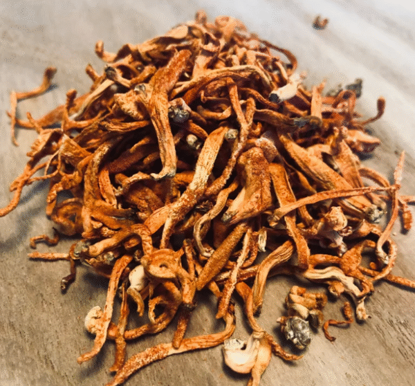 Cordyceps Mushrooms